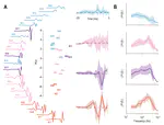 Encoding of vibrotactile stimuli by mechanoreceptors in rodent glabrous skin