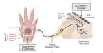 Spinal processing of spatiotemporally diverse tactile stimuli: Implications for allodynia and spinal cord stimulation