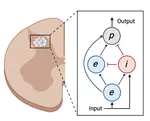 Computational model of the spinal dorsal horn for examining network processing in chronic pain.